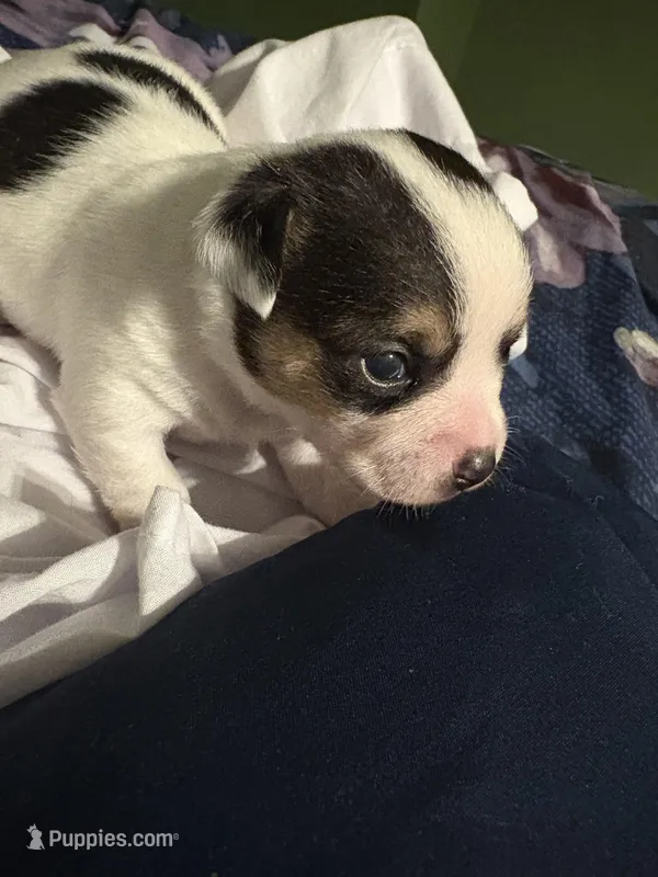 Spotty , a female Chihuahua for sale in Hampton, GA – Photo 1 of 5