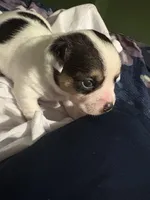 Spotty , a female Chihuahua for sale in Hampton, GA – Photo 1 of 5