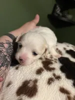 Spotty , a female Chihuahua for sale in Hampton, GA – Photo 4 of 5