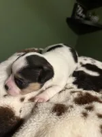 Spotty , a female Chihuahua for sale in Hampton, GA – Photo 5 of 5