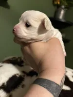 Spotty , a female Chihuahua for sale in Hampton, GA – Photo 3 of 5