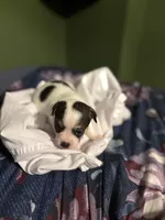 Spotty , a female Chihuahua for sale in Hampton, GA – Photo 2 of 5