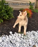 Aspen, a female Pomsky for sale in Harrodsburg, KY – 2 of 10