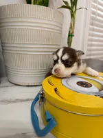 Atlas, a male Pomsky for sale in Harrodsburg, KY – 3 of 5