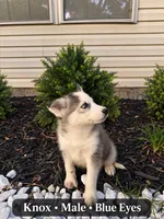 Knox, a male Pomsky for sale in Harrodsburg, KY – 2 of 8