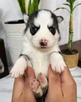 Knox, a male Pomsky for sale in Harrodsburg, KY – 1 of 5