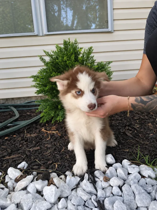 Maverick  – Pomsky puppy for sale in Harrodsburg, KY