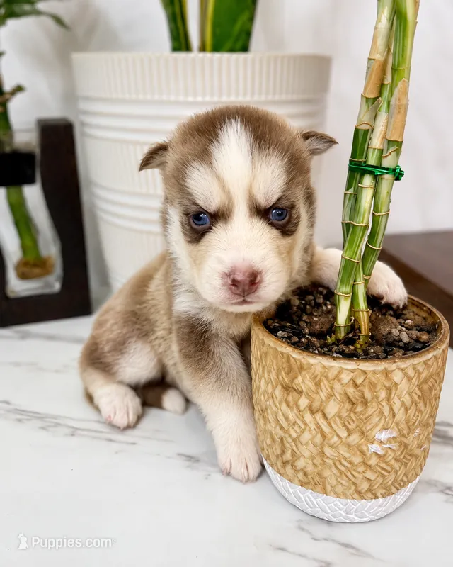 Aspen – Pomsky puppy for sale in Harrodsburg, KY