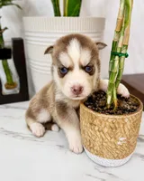 Aspen, a female Pomsky for sale in Harrodsburg, KY – 1 of 7