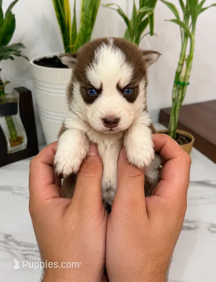Maverick  – Pomsky puppy for sale in Harrodsburg, KY