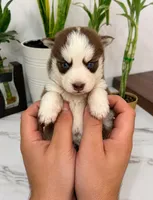 Maverick , a male Pomsky for sale in Harrodsburg, KY – 1 of 1