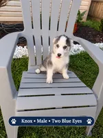 Knox, a male Pomsky for sale in Harrodsburg, KY – 3 of 8