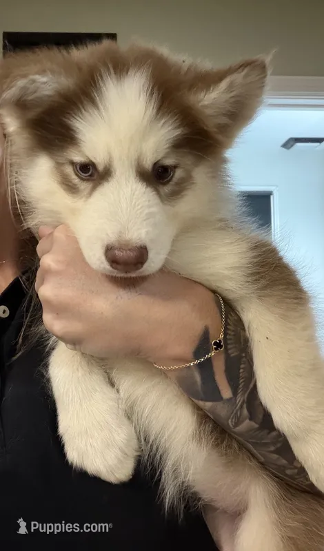 Remi – Pomsky puppy for sale in Harrodsburg, KY
