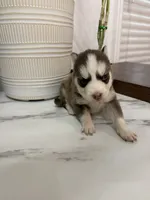 Kodiak, a male Pomsky for sale in Harrodsburg, KY – 7 of 7