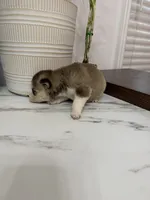 Aspen, a female Pomsky for sale in Harrodsburg, KY – 5 of 7