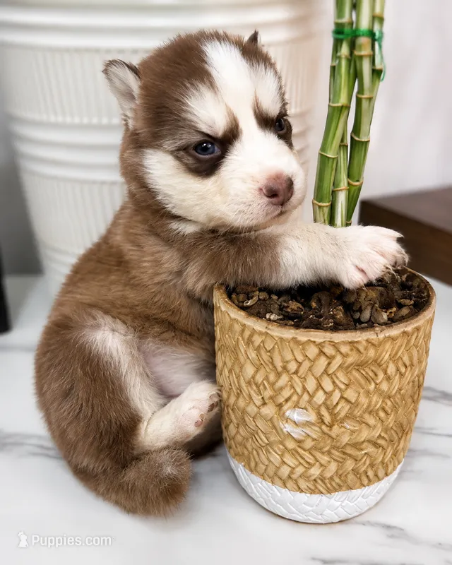 Kodiak – Pomsky puppy for sale in Harrodsburg, KY