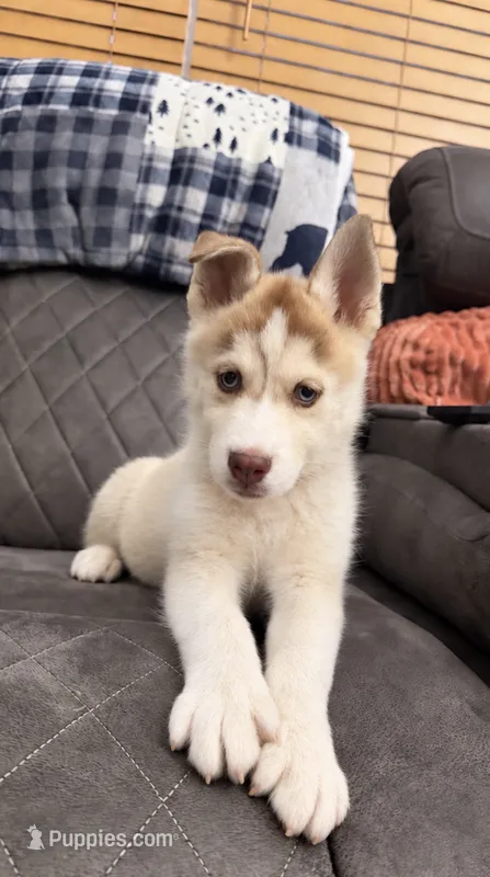 Aspen – Pomsky puppy for sale in Harrodsburg, KY