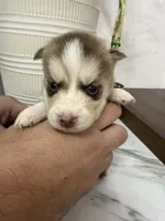 Aspen, a female Pomsky for sale in Harrodsburg, KY – 3 of 7