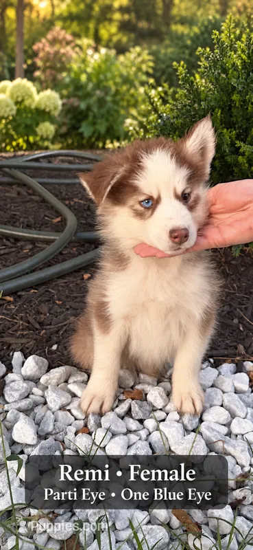 Remi – Pomsky puppy for sale in Harrodsburg, KY