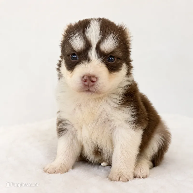 Atlas – Pomsky puppy for sale in Harrodsburg, KY