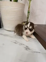 Atlas, a male Pomsky for sale in Harrodsburg, KY – 2 of 5
