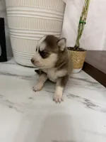Kodiak, a male Pomsky for sale in Harrodsburg, KY – 5 of 7