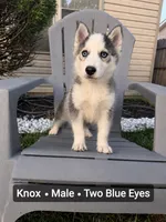 Knox, a male Pomsky for sale in Harrodsburg, KY – 1 of 8