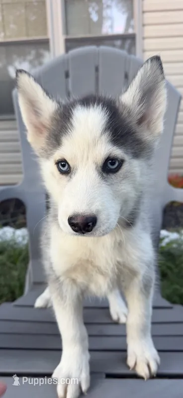 Knox – Pomsky puppy for sale in Harrodsburg, KY