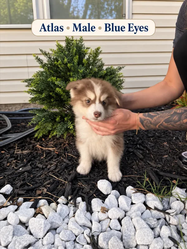 Atlas – Pomsky puppy for sale in Harrodsburg, KY