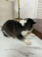 Knox, a male Pomsky for sale in Harrodsburg, KY – 3 of 5