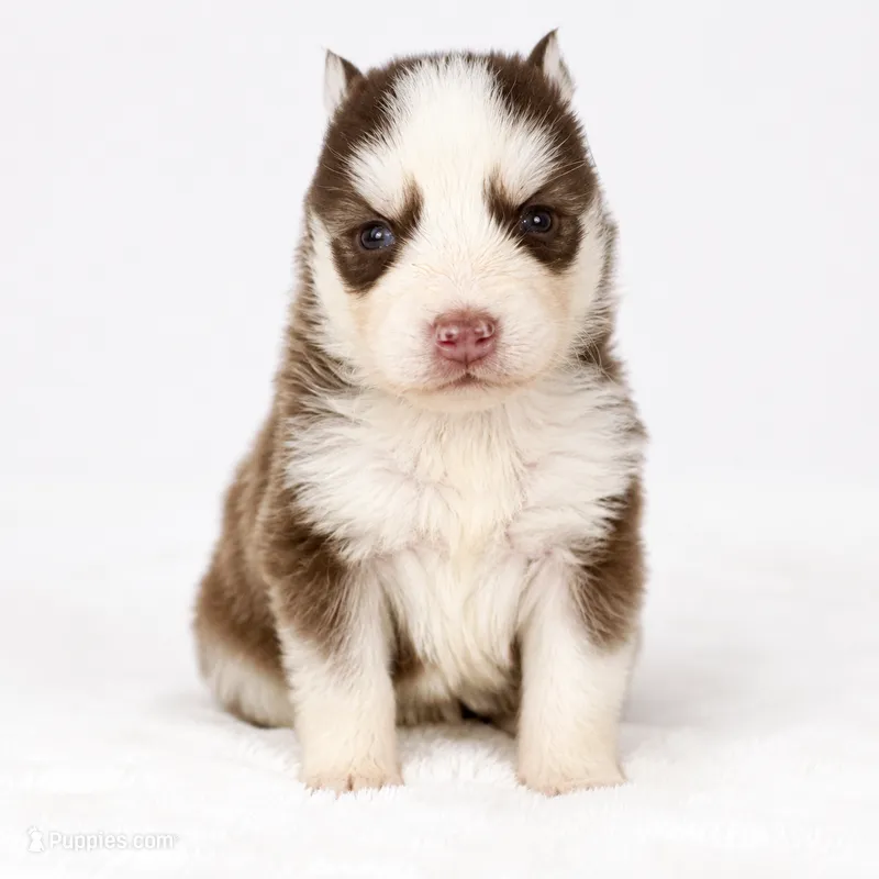 Atlas – Pomsky puppy for sale in Harrodsburg, KY