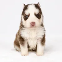 Atlas, a male Pomsky for sale in Harrodsburg, KY – 1 of 5