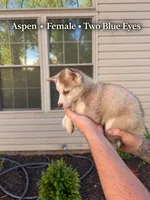 Aspen, a female Pomsky for sale in Harrodsburg, KY – 3 of 10