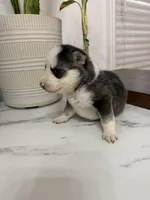 Knox, a male Pomsky for sale in Harrodsburg, KY – 2 of 5