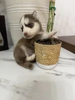 Kodiak, a male Pomsky for sale in Harrodsburg, KY – 4 of 7