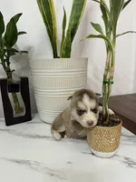 Aspen, a female Pomsky for sale in Harrodsburg, KY – 4 of 7