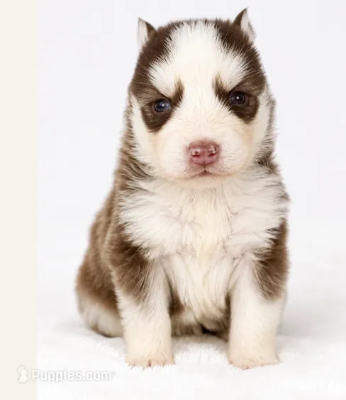 Remi – Pomsky puppy for sale in Harrodsburg, KY