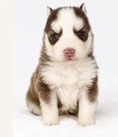 Remi, a female Pomsky for sale in Harrodsburg, KY – 1 of 1