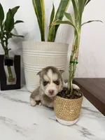 Aspen, a female Pomsky for sale in Harrodsburg, KY – 2 of 7