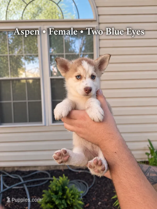 Aspen – Pomsky puppy for sale in Harrodsburg, KY