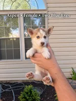 Aspen, a female Pomsky for sale in Harrodsburg, KY – 1 of 10