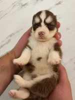 Atlas, a male Pomsky for sale in Harrodsburg, KY – 5 of 5