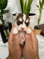 Atlas, a male Pomsky for sale in Harrodsburg, KY – 4 of 5