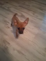 Sancho, a male Chihuahua for sale in Carrollton, IL – 3 of 5