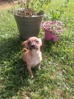 Sancho, a male Chihuahua for sale in Carrollton, IL – 2 of 5