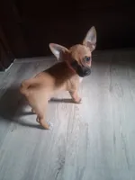 Sancho, a male Chihuahua for sale in Carrollton, IL – 4 of 5