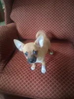 Sancho, a male Chihuahua for sale in Carrollton, IL – 5 of 5