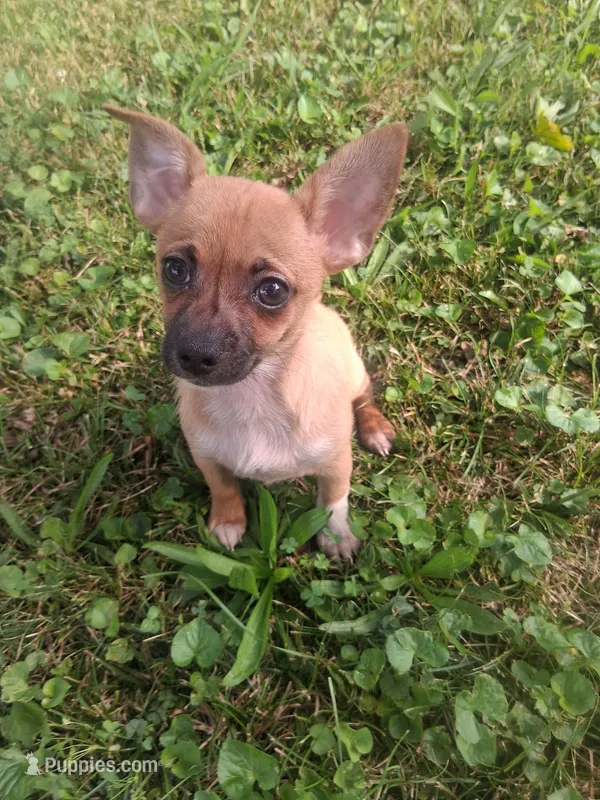 Sancho – Chihuahua puppy for sale in Carrollton, IL