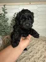 Blue, a male Cockapoo for sale in Monroe, NC – Photo 2 of 6