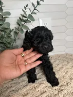 Blue, a male Cockapoo for sale in Monroe, NC – Photo 3 of 6